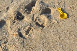 A left behind toy shovel on a Dubai beach in April. Who's missing this piece in their puzzle?