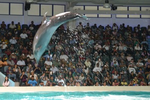 The dolphin jumps and splashes water (Dubai, June 3 2011)