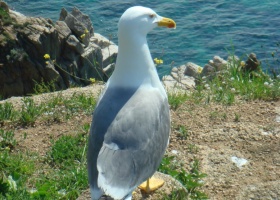 Seagull from Tossa, Catalonia (Tobi: April 2010)