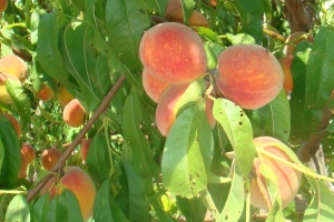 Greek peaches. Yummy!