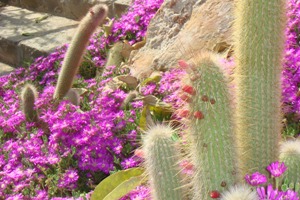 Cactus park at Montjuic, Barcelona (April 2011)