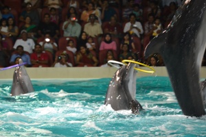 Танцующие дельфины, с кольцами и без (Creek Park, Дубай, июнь 2011г)