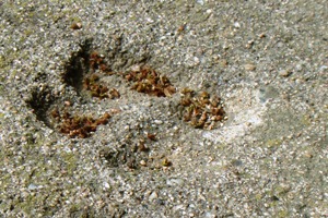 Paw print in Catalan concrete (April 2011)