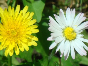 Två blommor